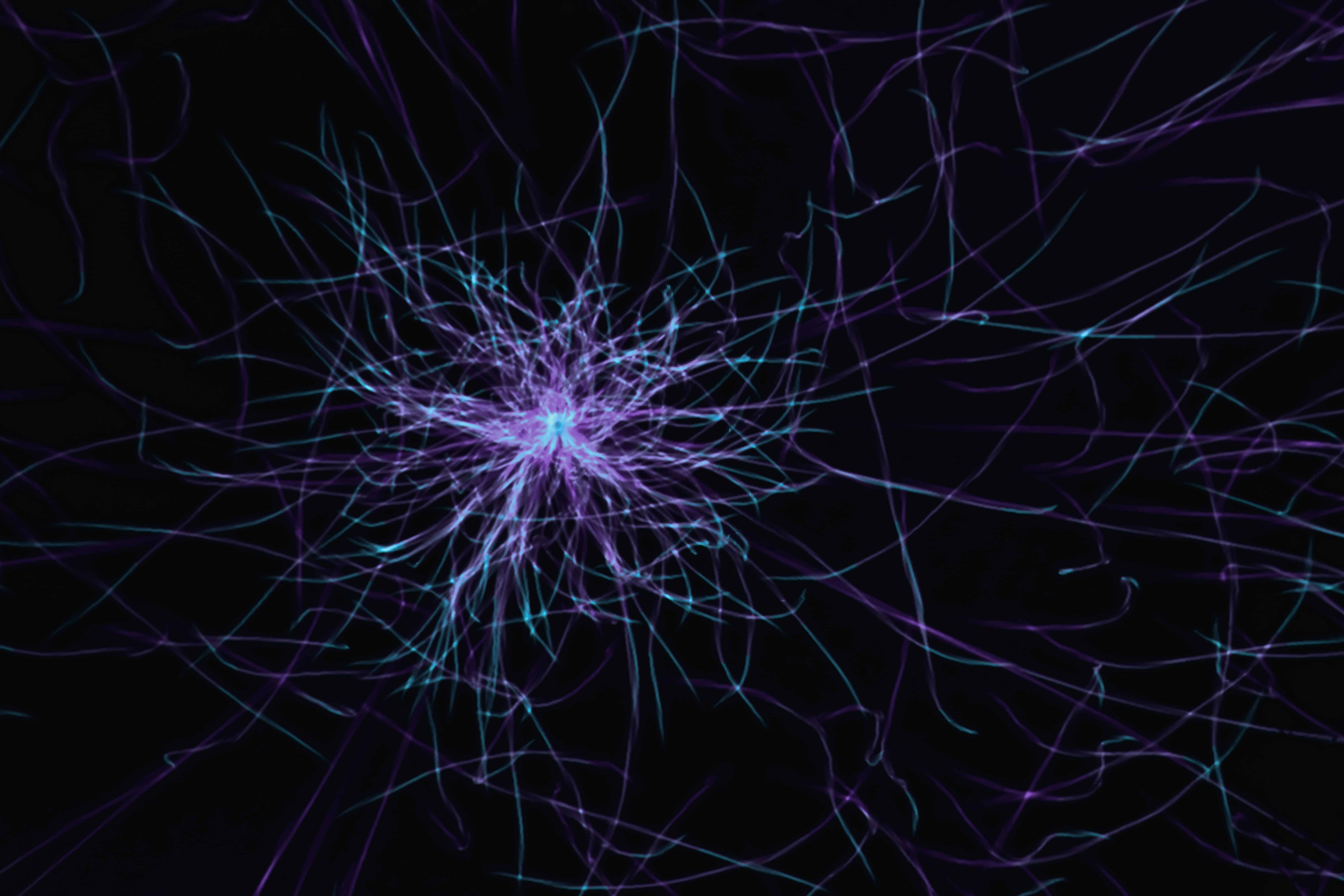 AI Neural Networks